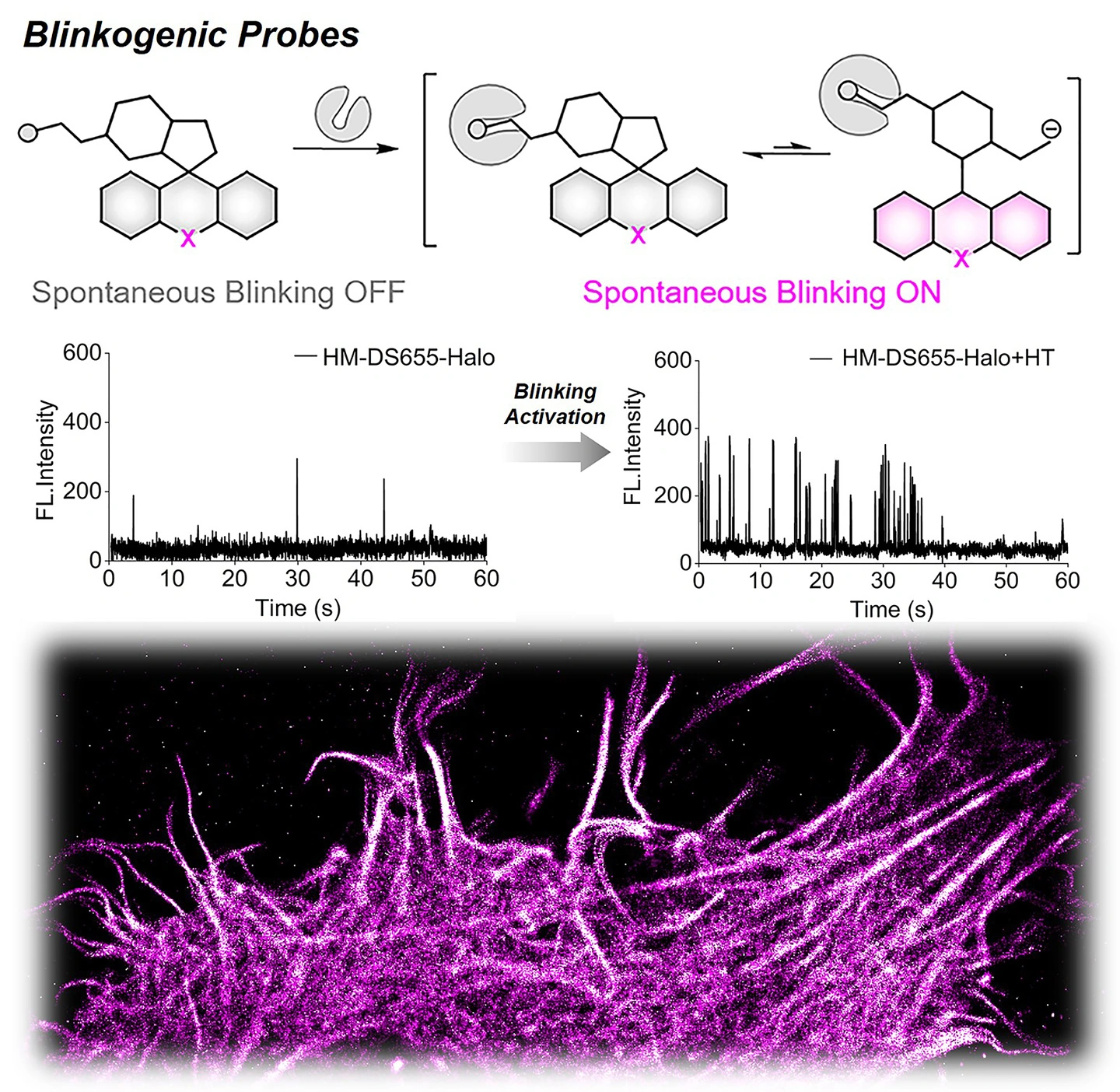 鼎点平台：中国科学院大连化物所研发出“靶控自闪烁”荧光探针，实现活细胞内动态单分子成像